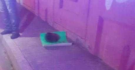 Hallazgo macabro en Ciudad Satélite: abandonan cabeza humana con mensaje