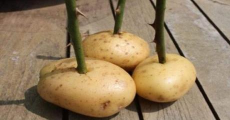 Descubre cómo sembrar rosas en papas