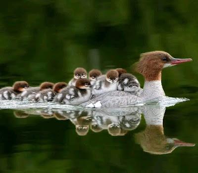 El mortal pacto del PP con Vox... Y Feijóo usa con profusión la mentira.