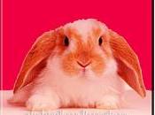 curiosidades sobre conejos