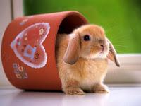 18 curiosidades sobre los conejos