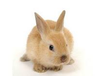 18 curiosidades sobre los conejos