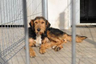 ESTE JUEVES 24, LES ROBARAN LA VIDA.... LA RIOJA, POR FAVOR DIFUSION, ACOGIDA O ADOPCION!!