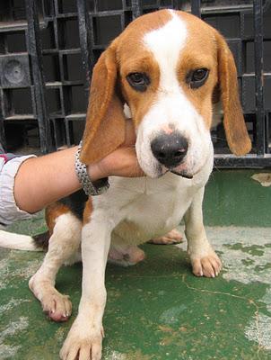 Beaggle en adopción. Valencia.
