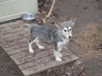 CACHORRITA CRUCE DE HUSKY EN ADOPCIÓN. (VALENCIA)