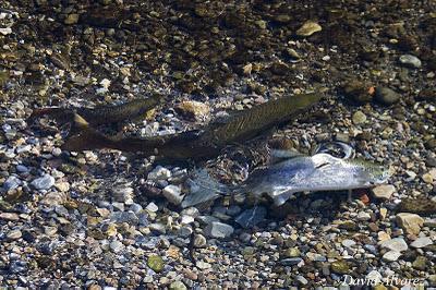 Hibridaciones de salmones y truchas en los ríos cantábricos