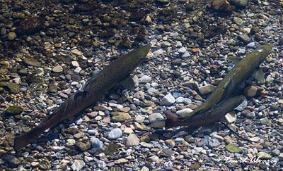 Hibridaciones de salmones y truchas en los ríos cantábricos