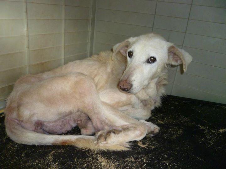 CRISTAL, otro caso de MALTRATO y ABANDONO, necesita adopción (Murcia)