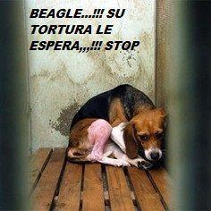Fabrica de beagles en Italia, ayuda a cerrarla