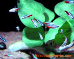 Fotos Paracheirodon Innesi 