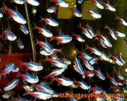 Fotos Paracheirodon Innesi 