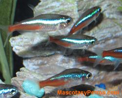 Fotos Paracheirodon Innesi 