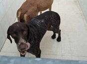 URGENTE!!! NECESITAMOS AYUDA PARA GARA. liberarla cazador!!! S.O.S PERRERA BADAJOZ