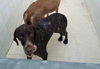 URGENTE!!! NECESITAMOS AYUDA PARA GARA. Hay que liberarla del cazador!!! S.O.S PERRERA BADAJOZ