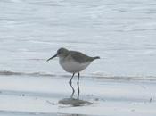 Correlimos zarapitín otros migrantes noviembre