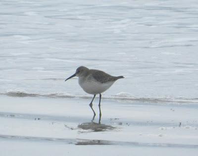 Correlimos zarapitín y otros migrantes de noviembre