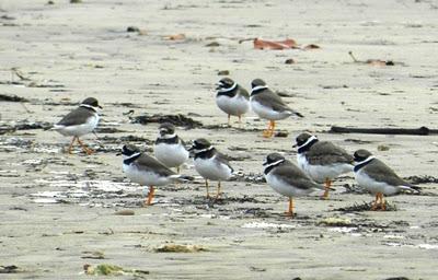 Correlimos zarapitín y otros migrantes de noviembre