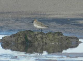 Correlimos zarapitín y otros migrantes de noviembre