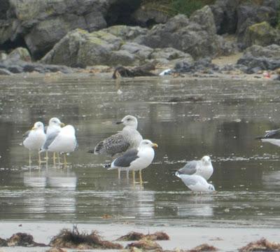 Correlimos zarapitín y otros migrantes de noviembre