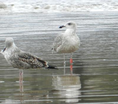 Correlimos zarapitín y otros migrantes de noviembre