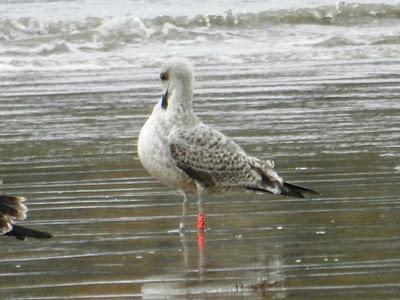 Correlimos zarapitín y otros migrantes de noviembre