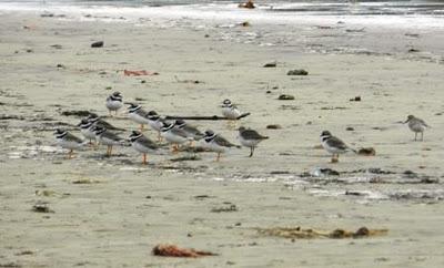 Correlimos zarapitín y otros migrantes de noviembre