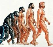 Human-Evolution.jpg
