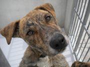 DORO SE ENCUENTRA EN UNA PERRERA DE MADRID - NECESITA ADOPCIÓN URGENTEMENTE¡¡