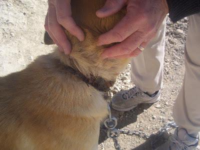AMELIA NECESITA UN HOGAR.