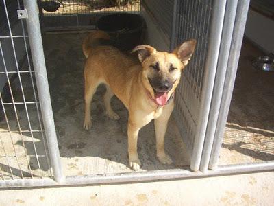 AMELIA NECESITA UN HOGAR.