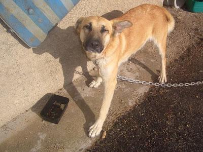 AMELIA NECESITA UN HOGAR.