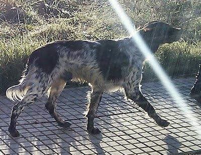 Precioso breton que corre peligro de atropello o de caer en malas manos