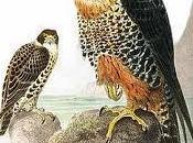 halcones