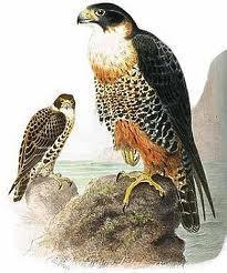 Los dos halcones