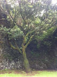 Arbol santo de Garoé