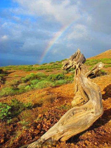 Arco iris en el Sabinar. El Hierro