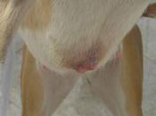 URGENTE!!! SACRIFICAN BREVE perrera Badajoz. S.O.S PERRERA BADAJOZ