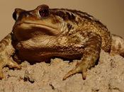 Sapo común Aragón (Bufo Bufo) Common toad Erdkröte