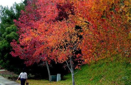 jardin otono 02 Jardines de otoño