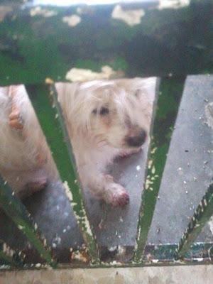 ATROPELLADO Y EN LA PERRERA!! Por favor,una acogida en Sevilla!!!