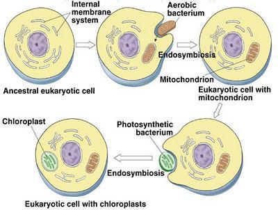 Lynn Margulis y la simbiogénesis