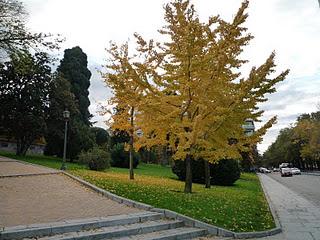 Otoño en Madrid