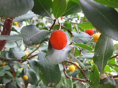 Espacios Vivos en Otoño