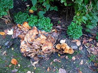 Espacios Vivos en Otoño