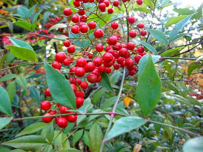 Espacios Vivos en Otoño