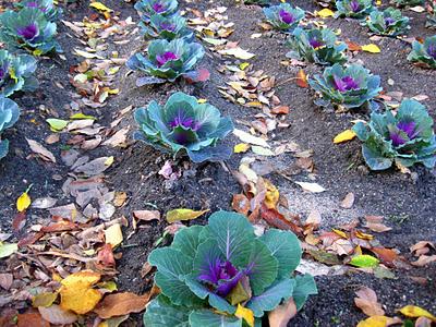 Espacios Vivos en Otoño