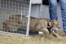 Reintroducción del lince en Jaén, con nuevo ejemplar