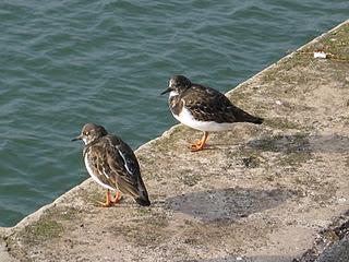 El amanecer del sol tras la niebla