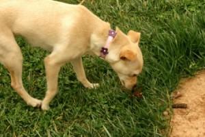 Sari_en _el_estanque