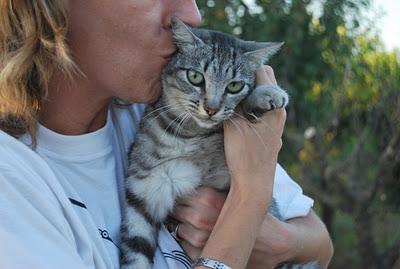 URGENTE - SE NECESITA MUCHA AYUDA, ESTA VEZ PARA NUESTROS GATOS!!